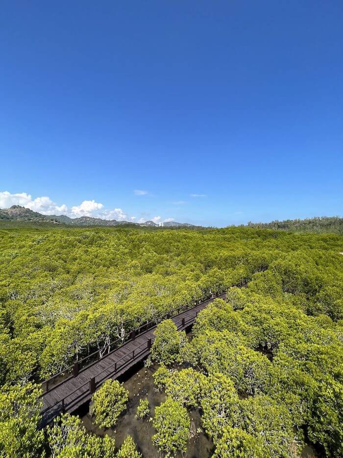 La mangrove de Forest Park