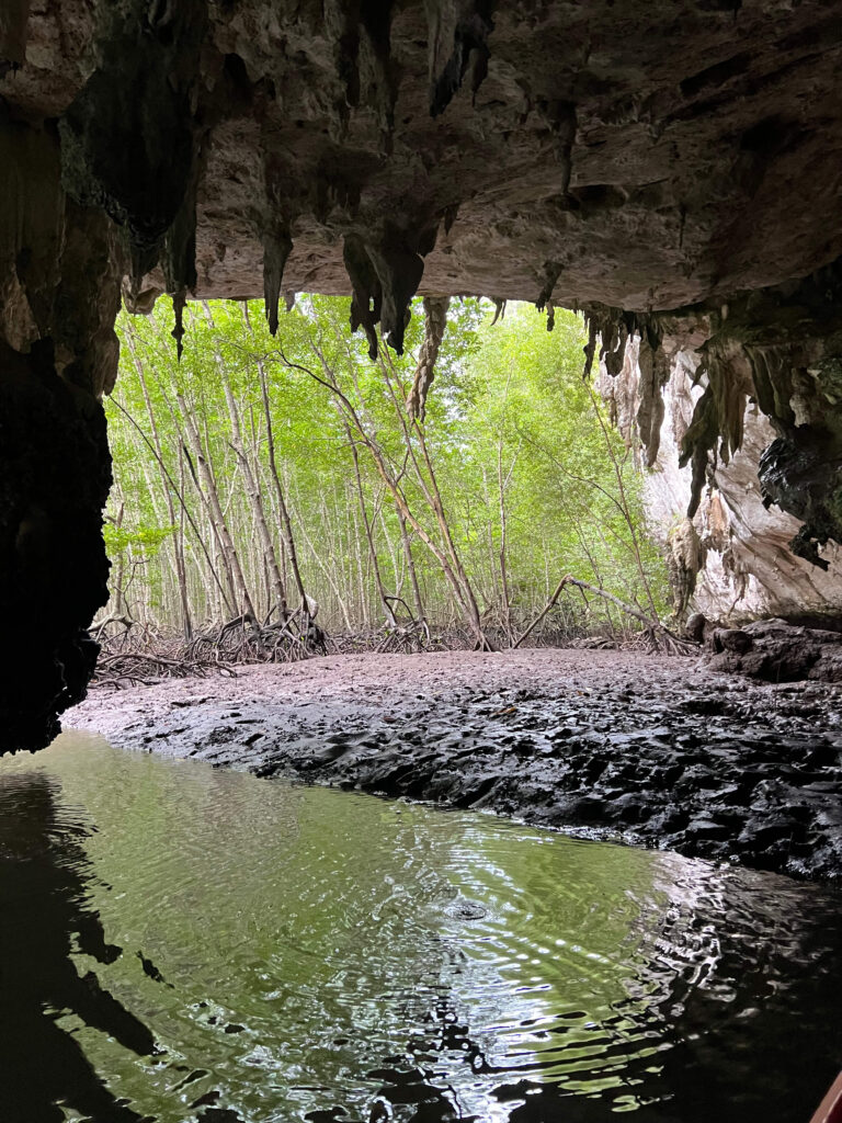 mangrove - krabi authentique